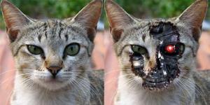 Attached Image: termcat.jpg