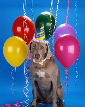 Attached Image: Dog_Birthday_Corbis_ValuPak_11554691.jpg