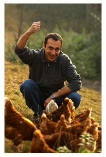 Attached Image: chickens.jpg