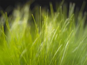 Attached Image: Keynote_Grass.jpg