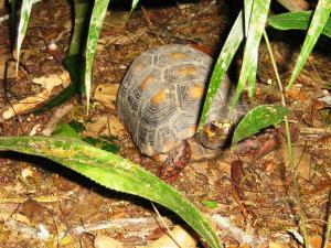 Attached Image: jabuti.jpg