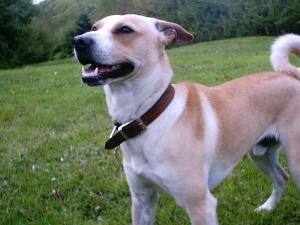 Attached Image: Walk_0002.jpg