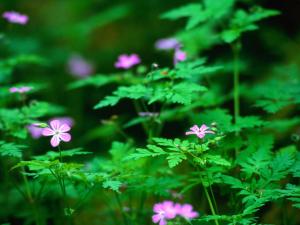 Attached Image: Forest_flowers.jpg