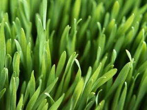 Attached Image: Grass.jpg