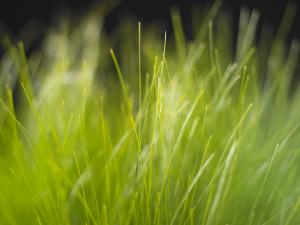 Attached Image: grass1.jpg