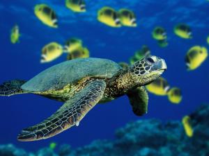 Attached Image: Green_sea_turtle.jpg
