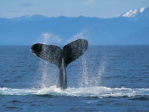 Attached Image: Humpback_Whale.jpg