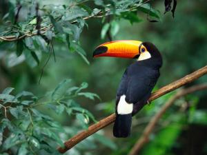 Attached Image: Toco_Toucan.jpg
