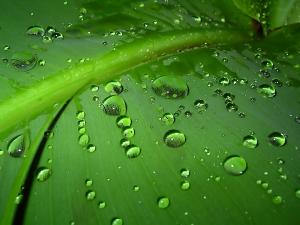 Attached Image: Water_In_The_Leaf_1600.jpg