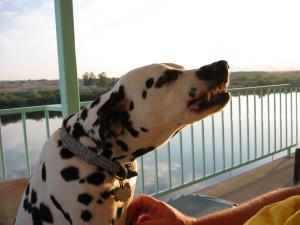 Attached Image: computer_pictures_069.JPG