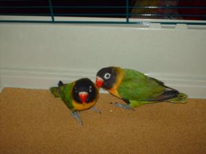 Attached Image: Birds2.jpg