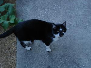 Attached Image: 4.jpg