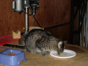Attached Image: 5.jpg