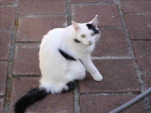Attached Image: 6.jpg