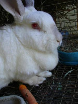 Attached Image: 7.jpg
