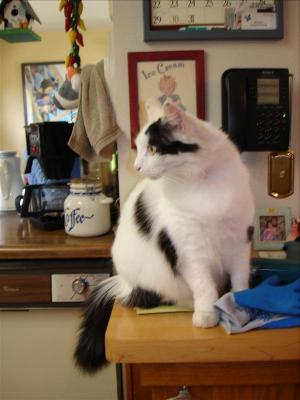 Attached Image: 9.jpg