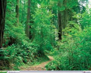 Attached Image: Forest.JPG